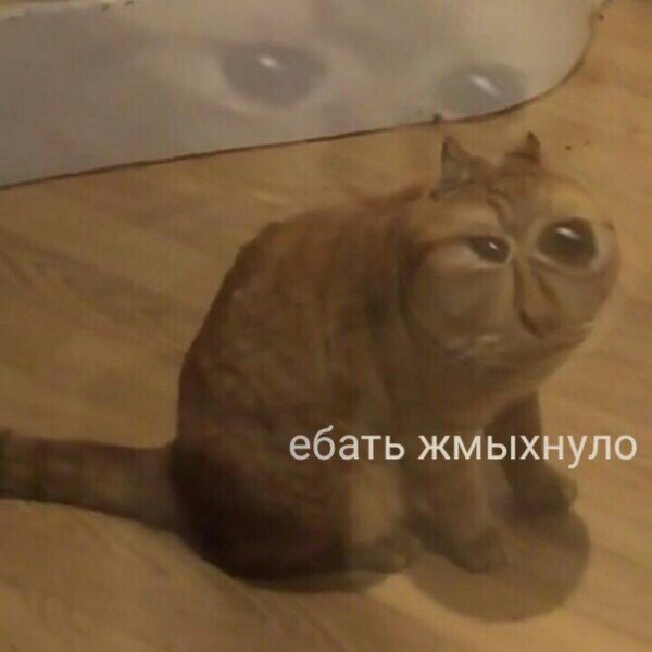 Жмых кот