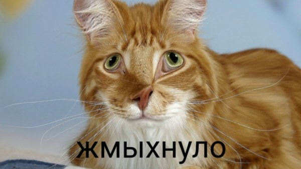 Жмыхнутые мемы