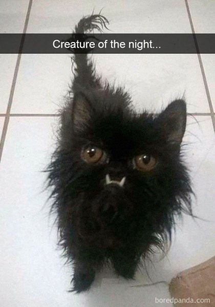 Коты мемы
