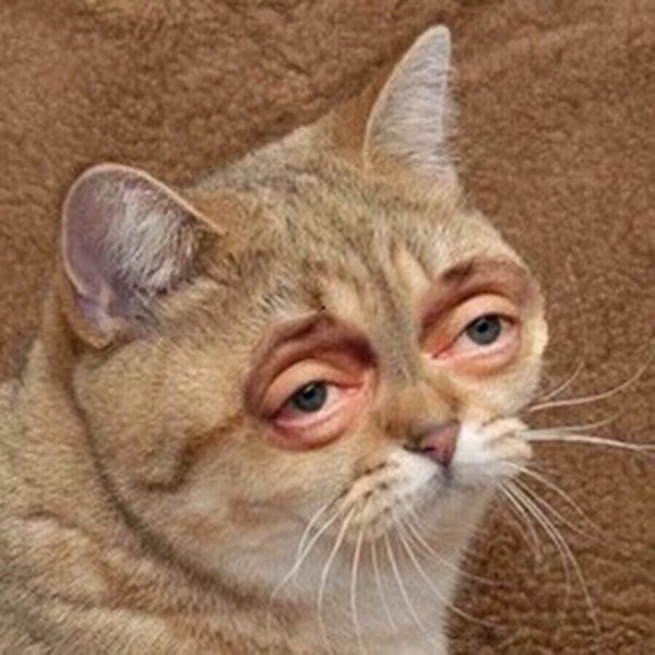 Чучело кота