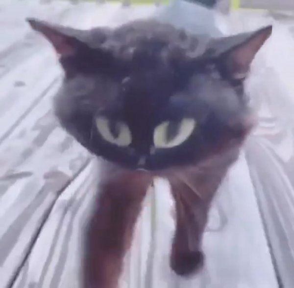 Кот китаец
