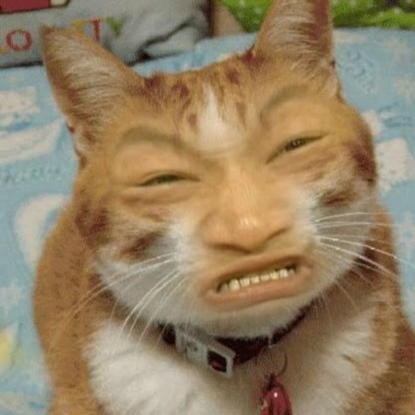 Жмых кот