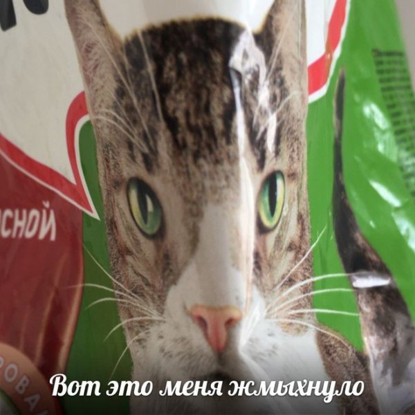 Упоротые коты