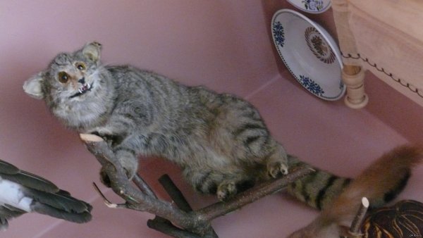 Жмыхнуло Мем кот