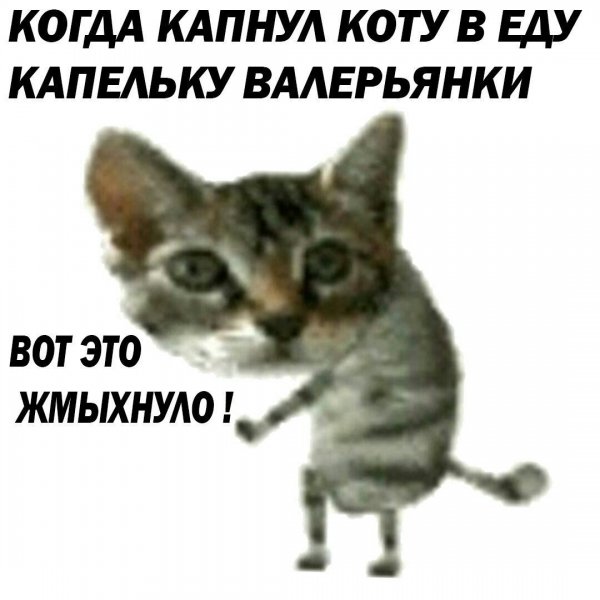 Жмыхнутые мемы