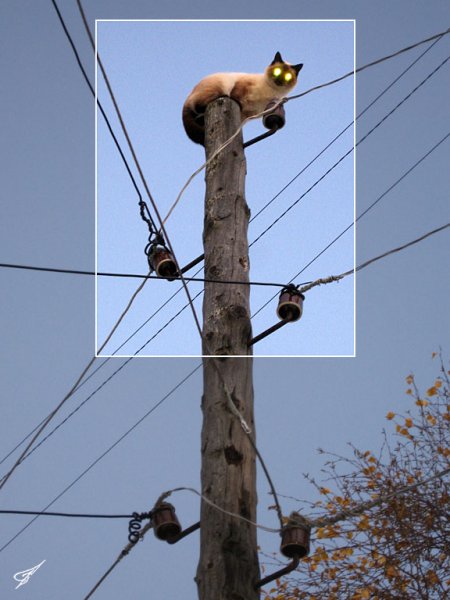 Приколы про электричество