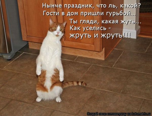 Котик пришел