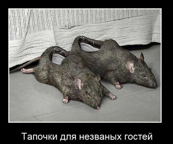 Приколы про гостей