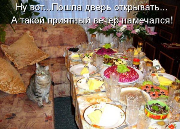 Кот за накрытым столом с надписями