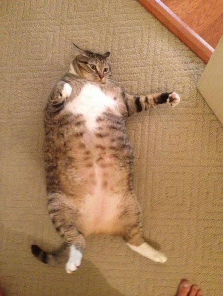 Кот объелся