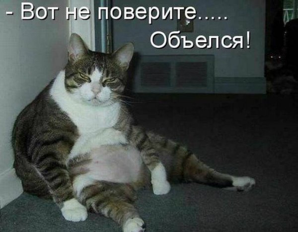 Жирный кот объелся