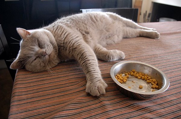 Обожравшийся котенок
