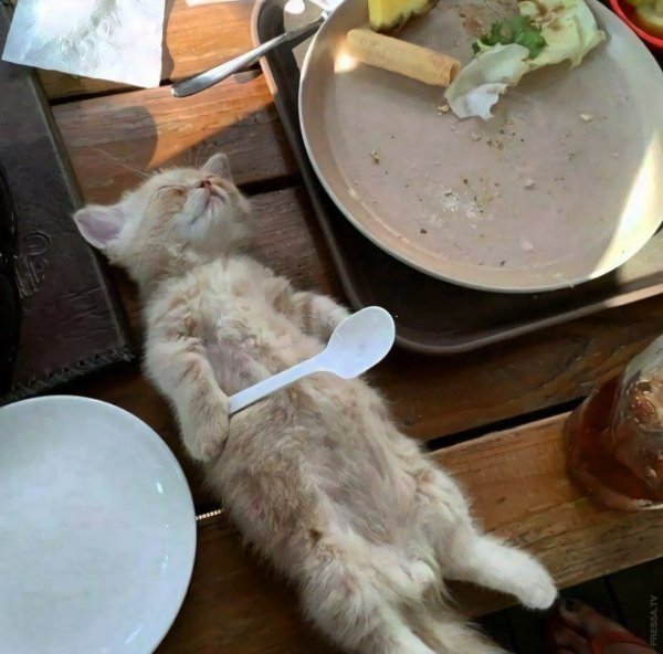 Котенок наелся