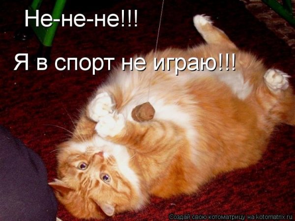 Смешные толстые коты с надписями