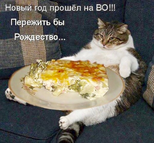 Объелся картинки смешные новый год