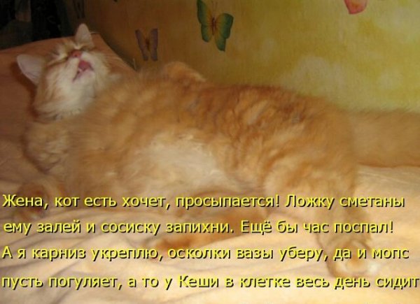 Объевшийся котенок