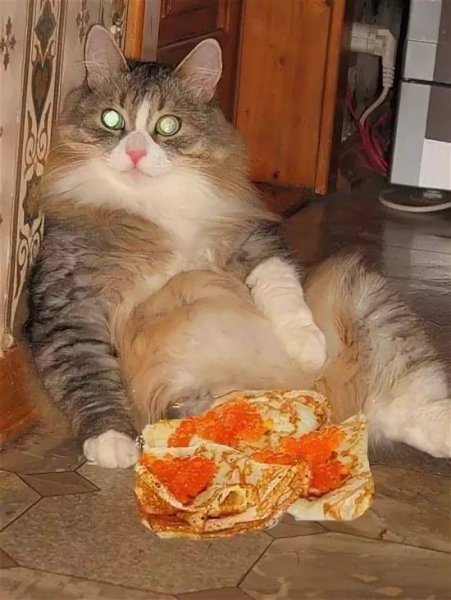 Толстый кот с едой