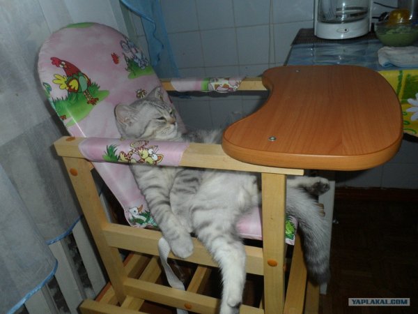 Кот объелся