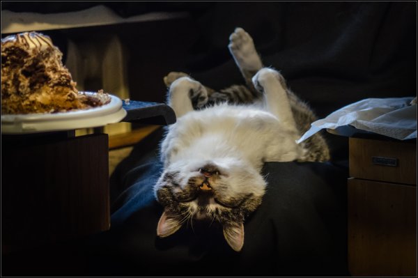 Котик обожрался