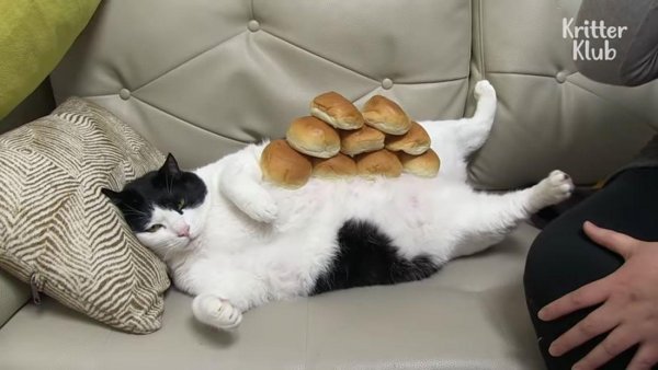 Кот объелся