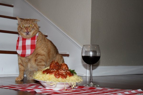 Кот хочет кушать