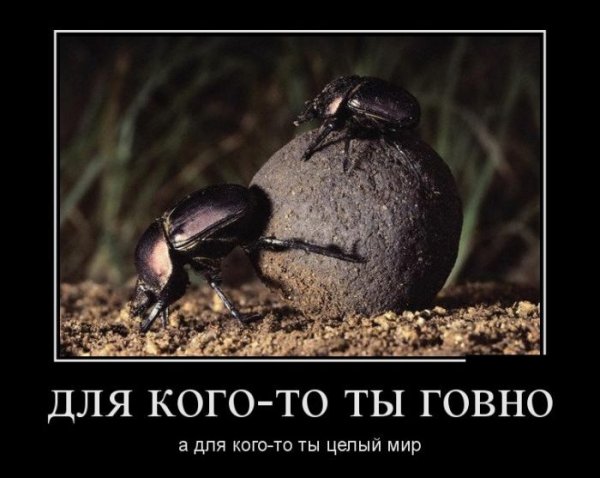 Летающие какашки