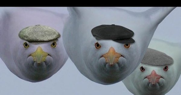Чайка гопник