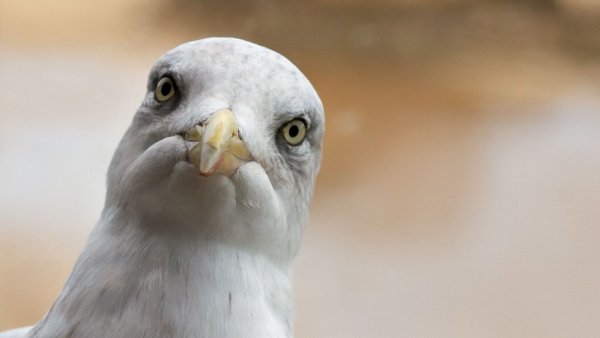 Тупая Чайка
