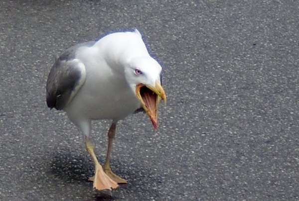 Злые Чайки