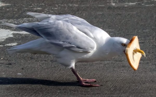 УГАРНАЯ Чайка
