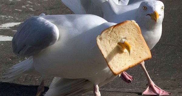 Жирные Чайки