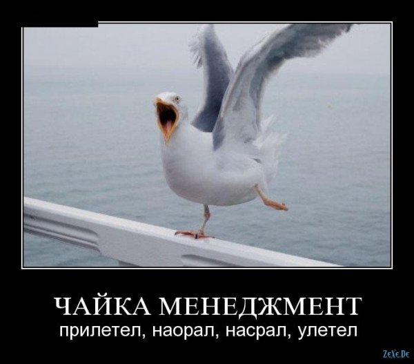 Шутки про чаек