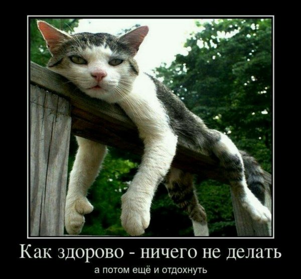 Енот демотиватор