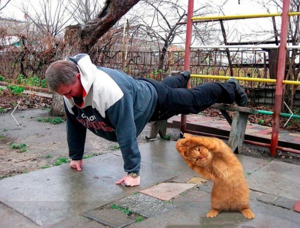 Утренняя зарядка смешное