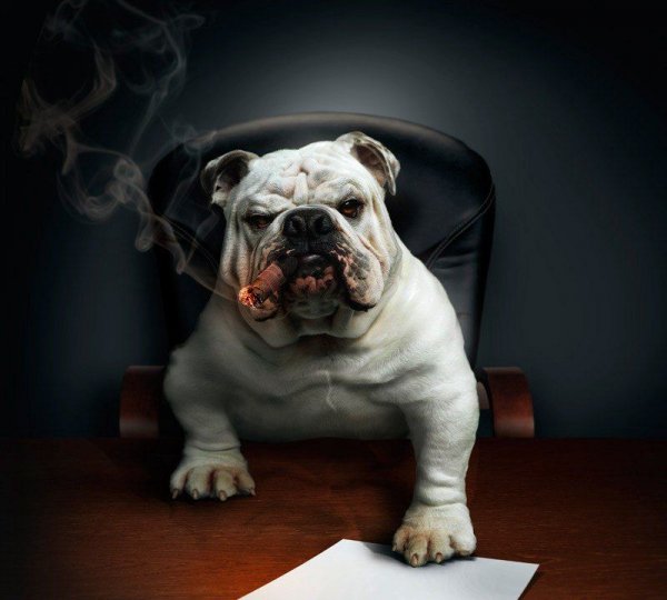 Бульдог босс