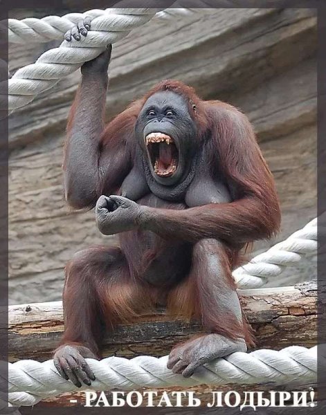 Обезьяна начальник
