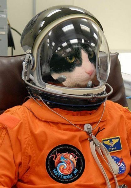 Кошка в скафандре