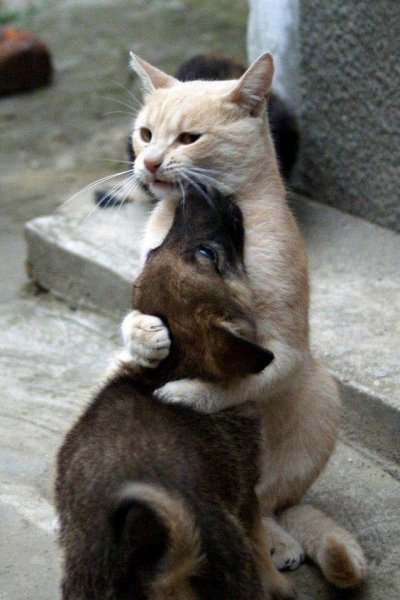Кот обнимает