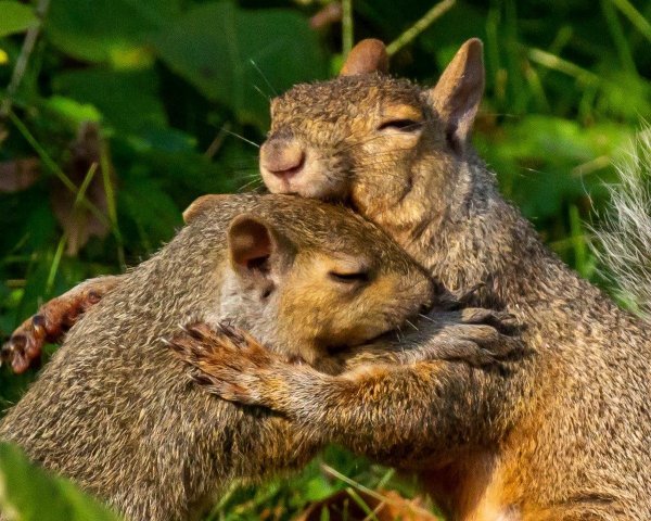 Белочки обнимаются