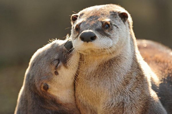 Животные целуются