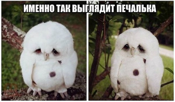 Грусть печалька