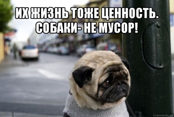 Печалька Мем