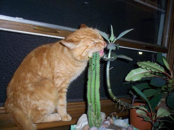 Кот и Кактус