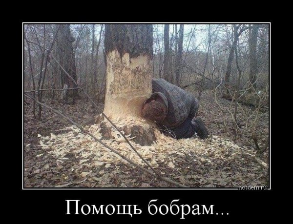 Бобры демотиватор