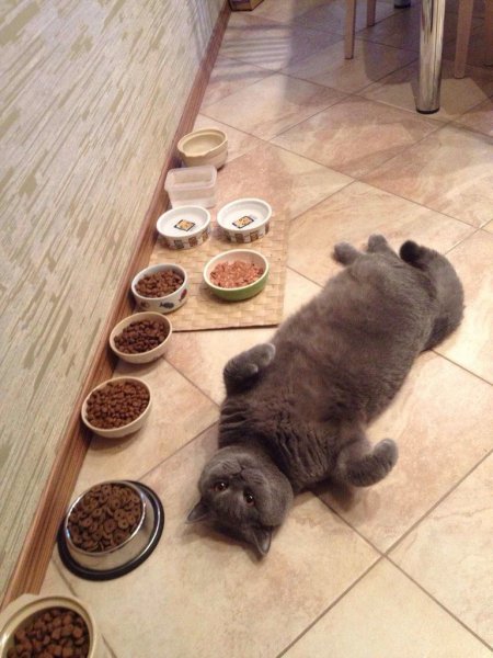 Толстый кот у миски