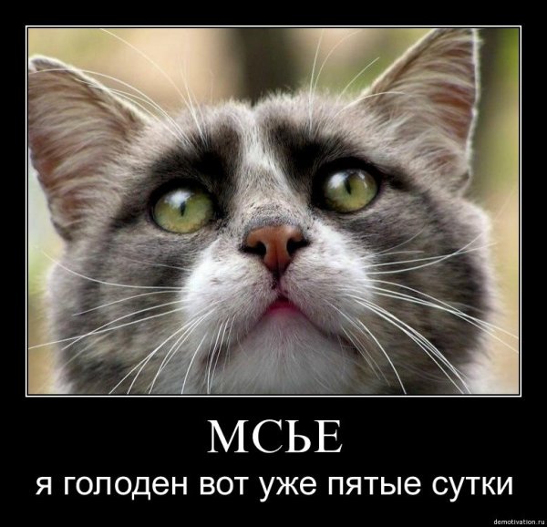 Голодный я смешная