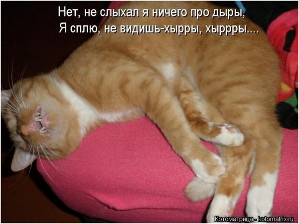 Кот изображает голодный обморок