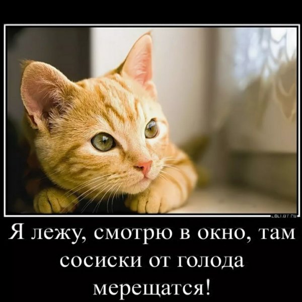Шутки про голодающего кота