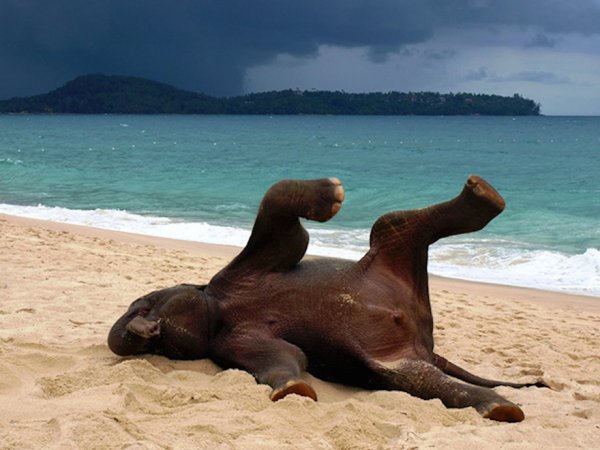 Кот отдыхает
