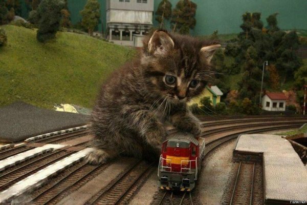 Кот на железной дороге